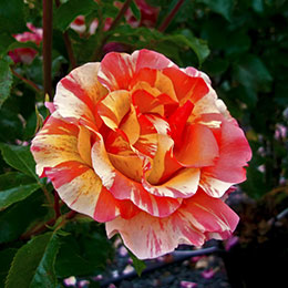 Rose 'Sorbet Fruité'